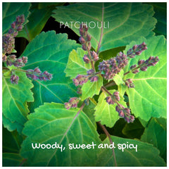 Patchouli  Eco Friendly Soap Bar